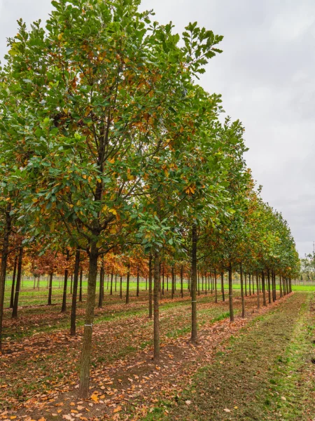 Quercus ×macdanielii HERITAGE ('Clemons') | Quercus ×macdanielii